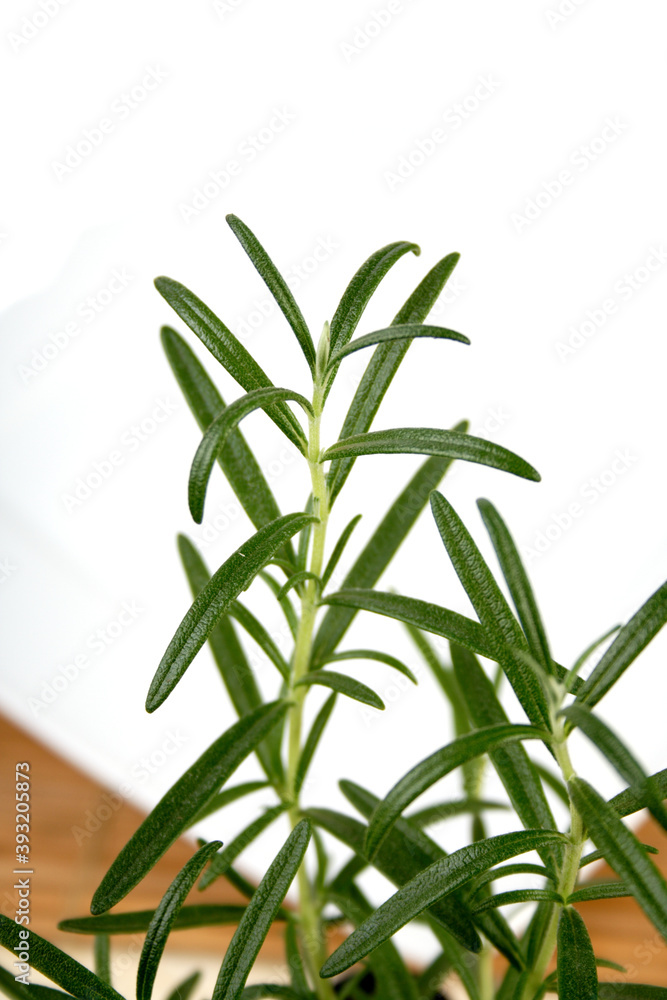 Obraz premium Rosemary