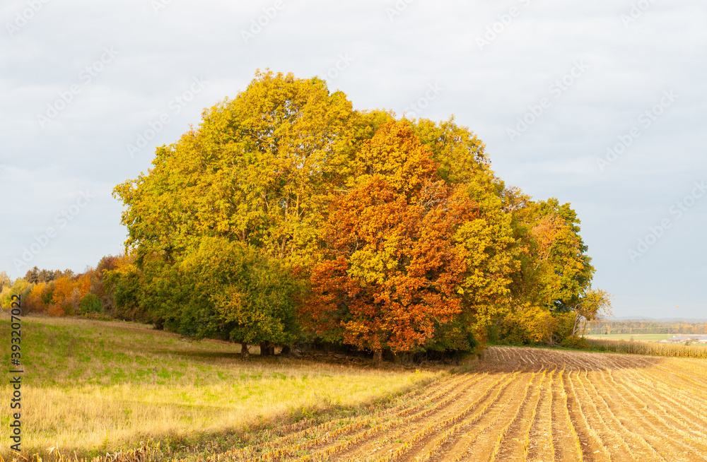 a group of colorful trees in rural landscape