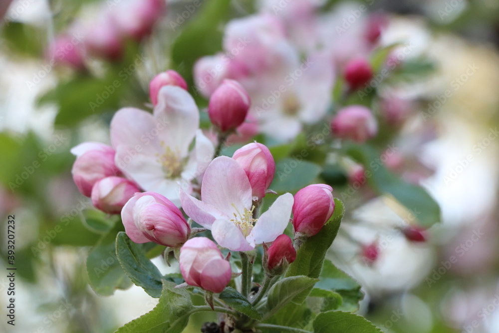 Obraz premium pink and white flowers