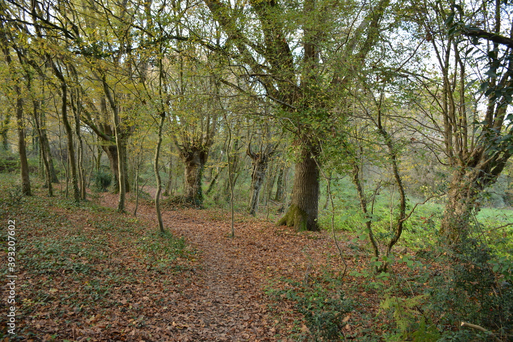 Saint-Herblain - Parc de la Chézine Saint-Herblain - Parc de la Chézine