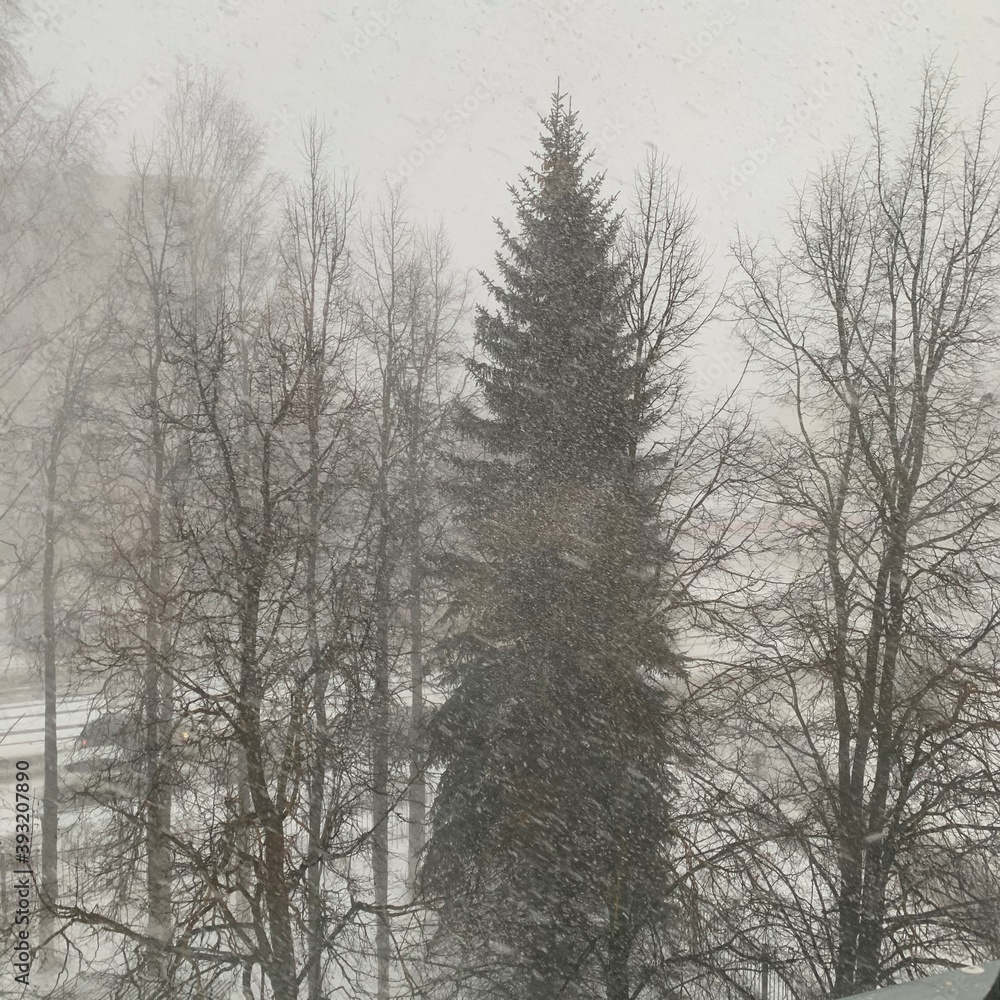 snow covered trees snow covered trees