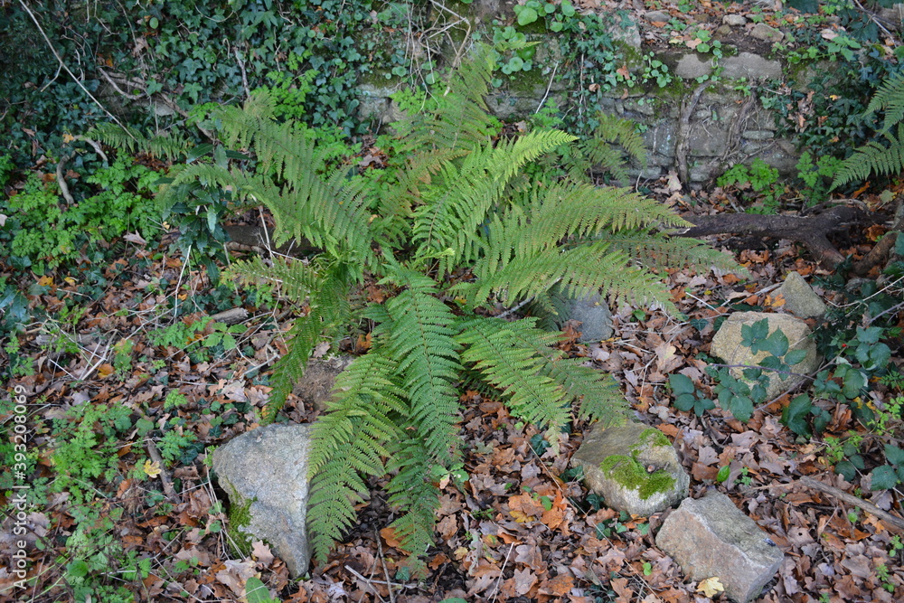 Obraz premium Saint-Herblain - Parc de la Chézine - Fougère