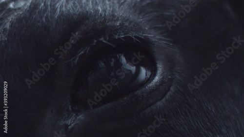 Close-up of a dark blinking eye of a black bull with glare reflected in it under raindrops. The concept of smart animals suffering abuse