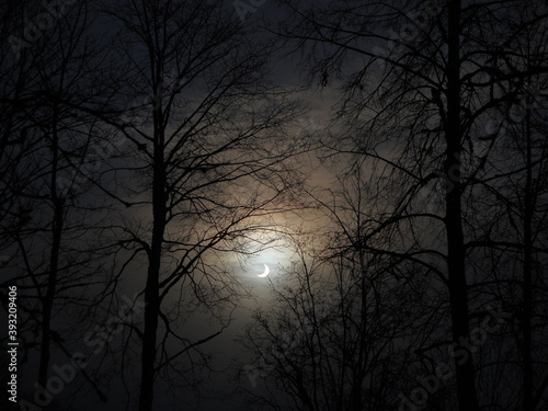 trees at night © Nauris