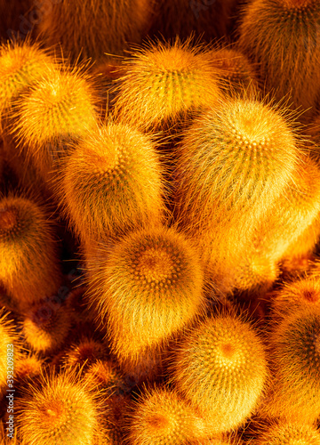 Barrel cacti in the conservatory at RHS Wisley Gardens