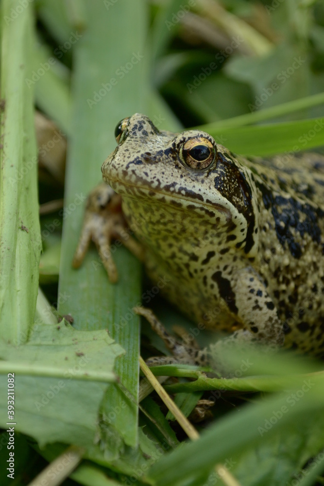 Obraz premium green frog closeup