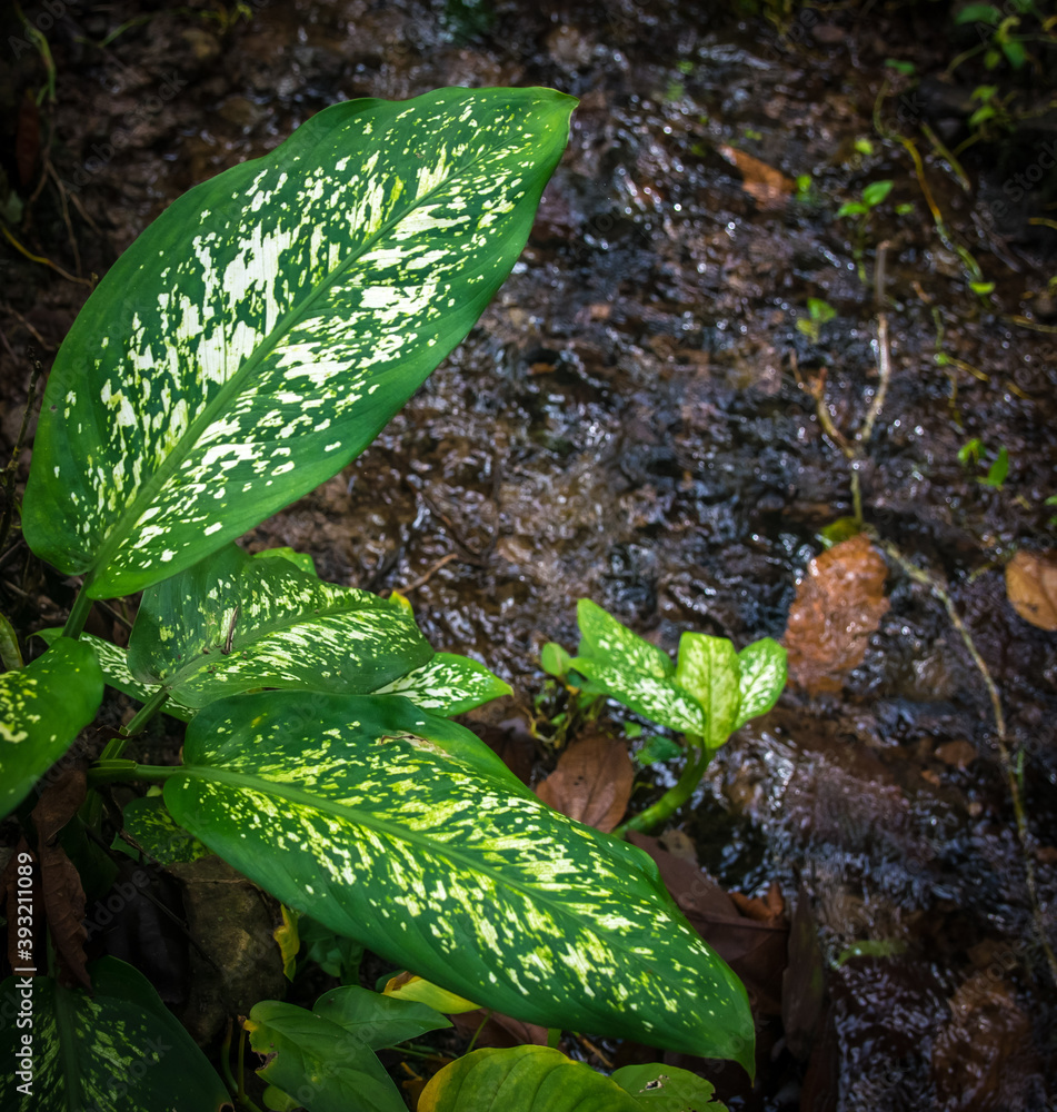 Hermosa planta ornamental con manchas blancas en sus hojas conocida en Panamá como millonaria