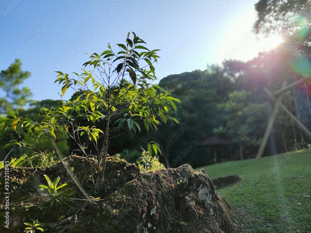 Obraz premium trees on the beach