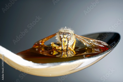 Closeup shot of a bee on a spoon of honey on a gray background    antenna photo