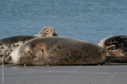 Funny lazy seals on the sandy beach of Dune, Germany A seal looks straight into the camera