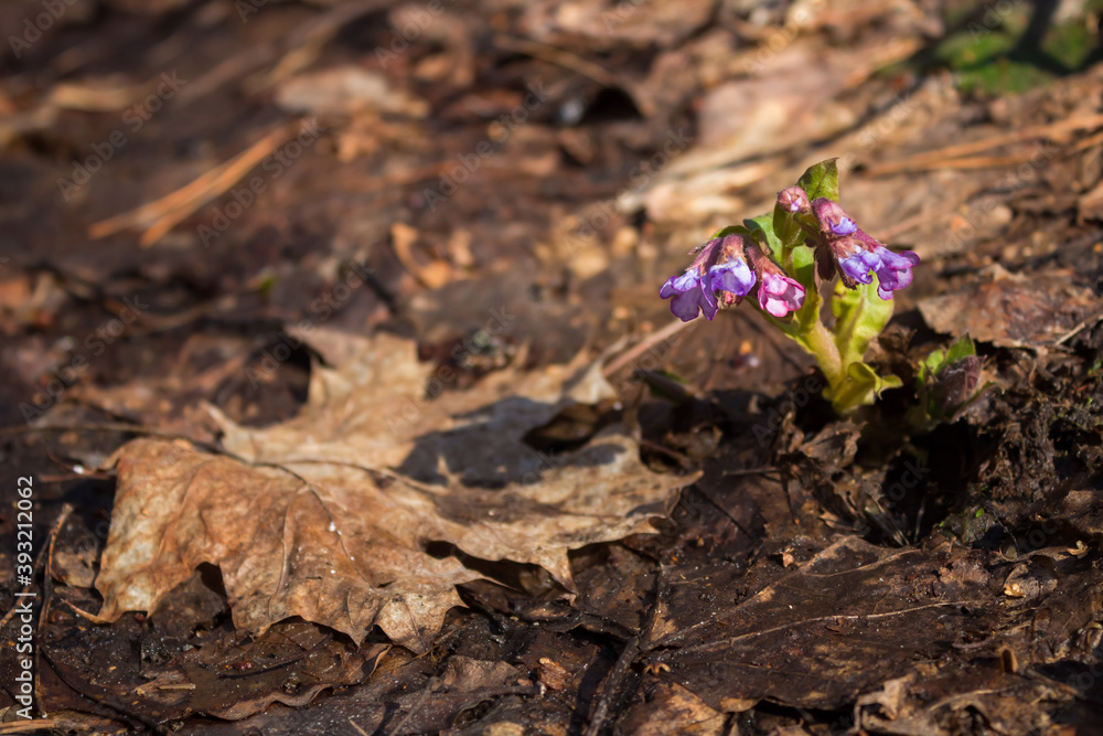 The unspotted lungwort (lat. Pulmonaria obscura), of the family Boraginaceae. The unspotted lungwort (lat. Pulmonaria obscura), of the family Boraginaceae.