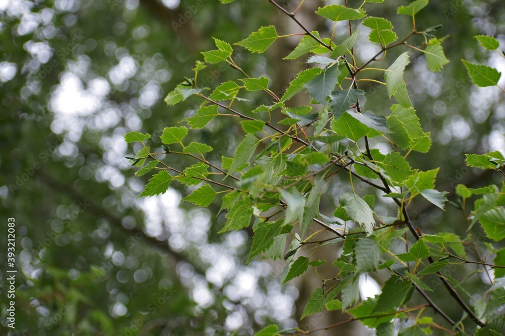 Closeup of green birch leaves on a branch, England, UK Closeup of green birch leaves on a branch, England, UK