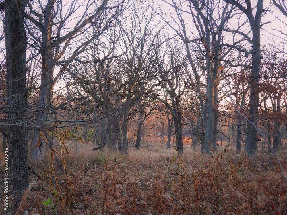 Morning in the forest: Late autumn scenic view of a forest looking through rows of bare trees with fall-colored vegetation covering the forest floor at the morning Morning in the forest: Late autumn scenic view of a forest looking through rows of bare trees with fall-colored vegetation covering the forest floor at the morning
