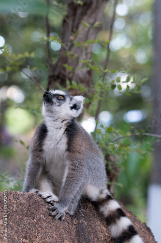 Ring lemur in Madagaskar © Jeroen Kleiberg