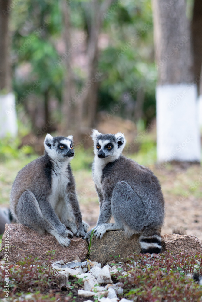 Obraz premium ring tailed lemur in Madagaskar