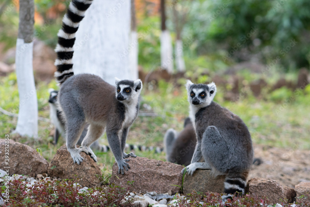 Obraz premium ring tailed lemur in Madagaskar
