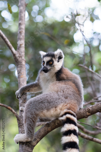 ring tailed lemur in Madagaskar © Jeroen Kleiberg