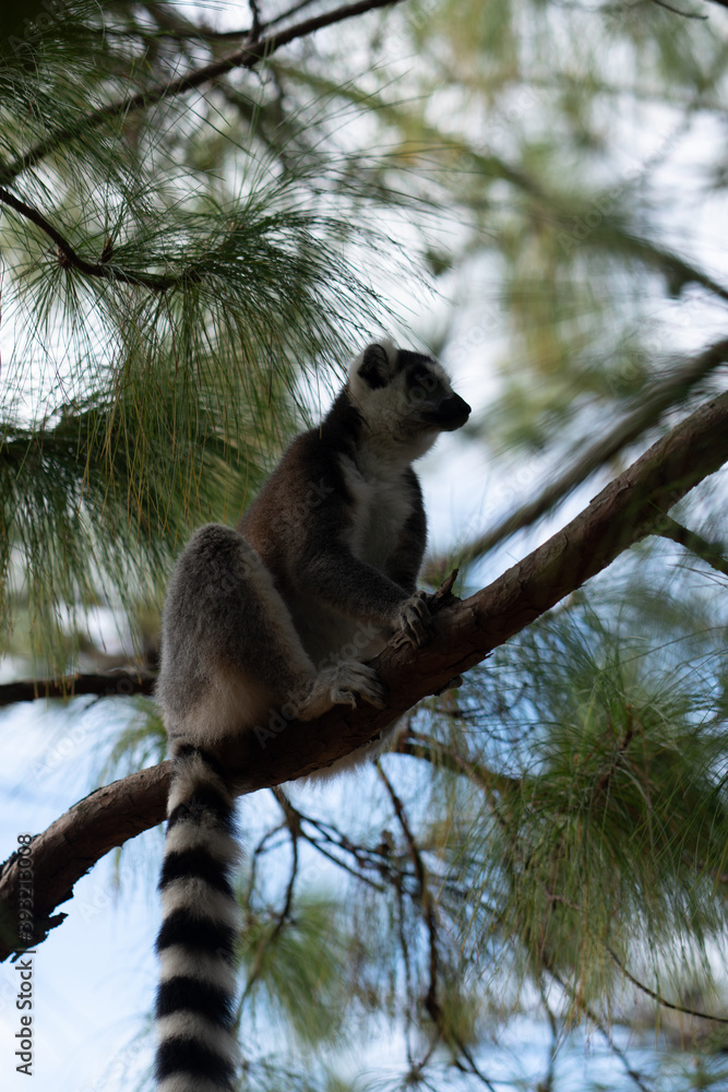 Obraz premium ring tailed lemur in Madagaskar