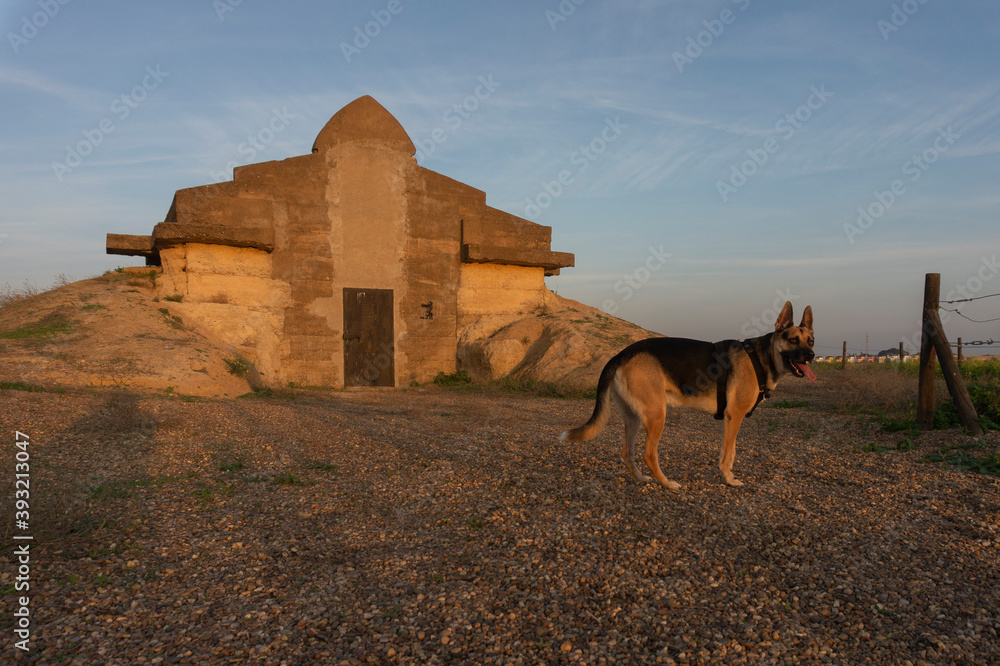 Naklejka premium dog nearby an ancient ruins