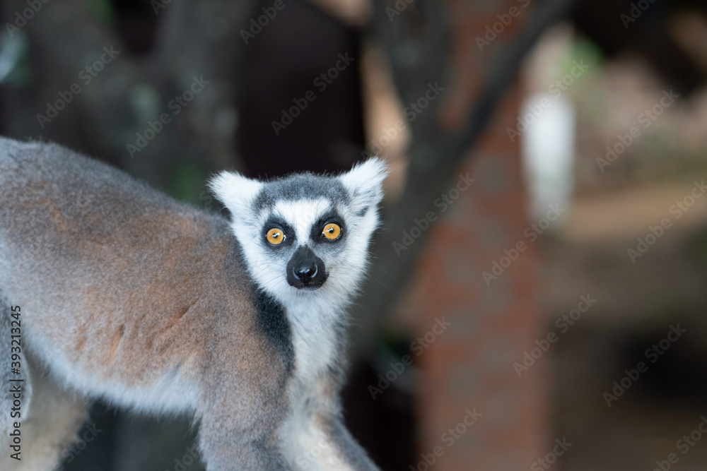 Obraz premium Fur pattern of a ring-tailed lemur, Madagascar