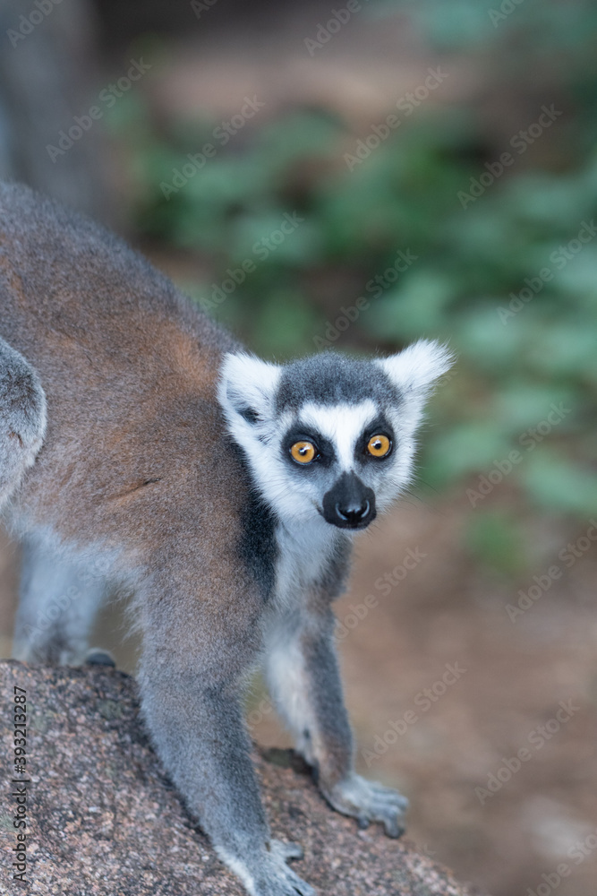 Obraz premium ring tailed lemur in Madagaskar