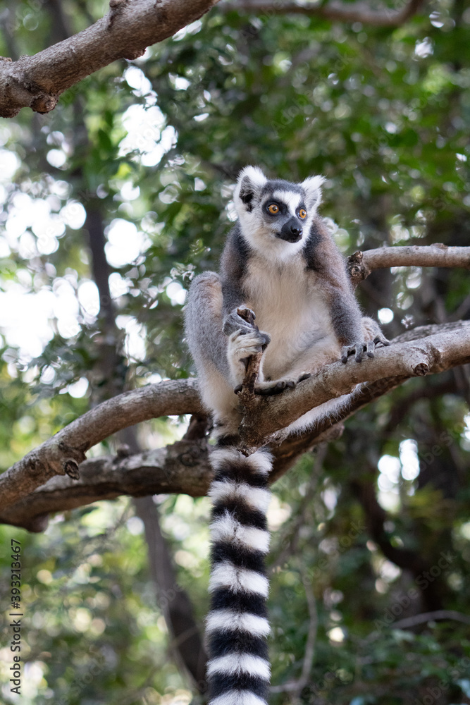 Fototapeta premium ring tailed lemur in Madagaskar