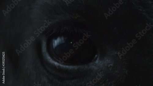 Close-up of a dark blinking eye of a black angus bull reflecting in it in dark light. Horse nobleness beauty concept. Animal welfare and anti-abuse concept