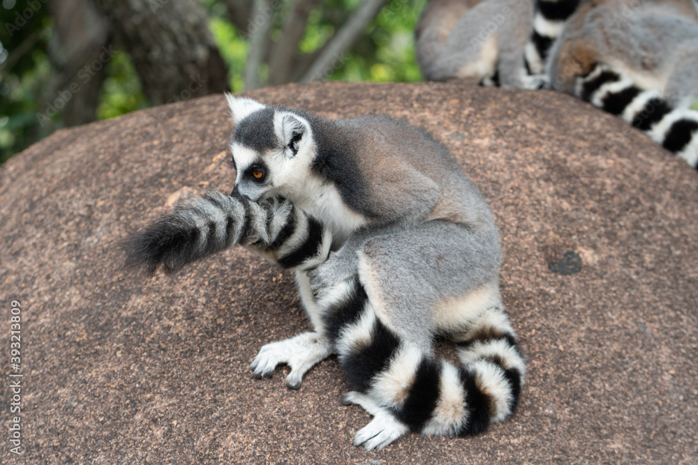 Fototapeta premium Ring-tailed lemur in the wild, Madagascar