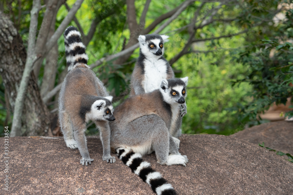 Fototapeta premium ring tailed lemur in Madagaskar