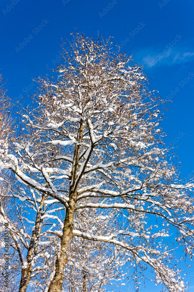 Bare snow covered trees against a bright blue sky Bare snow covered trees against a bright blue sky