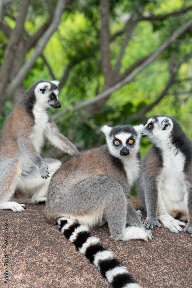 Obraz premium Ring-tailed lemur, Madagascar