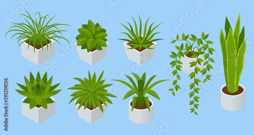 Isometric set of Indoor flowers isolated. Succulents and house plants