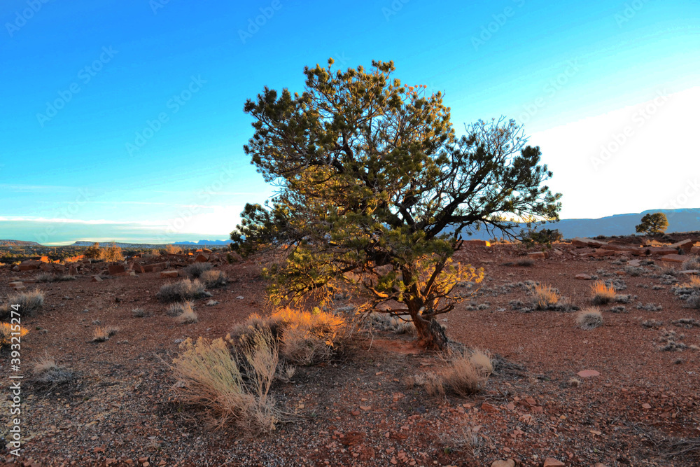 A tree at the desert, Capitol Reef National Park, Utah, USA