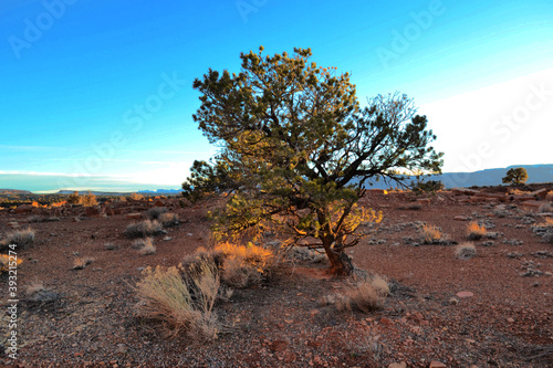 Obraz na płótnie A tree at the desert, Capitol Reef National Park, Utah, USA w salonie