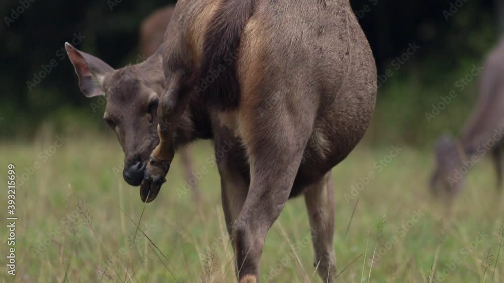sambar deer in khao yai national park thailand sambar deer in khao yai national park thailand