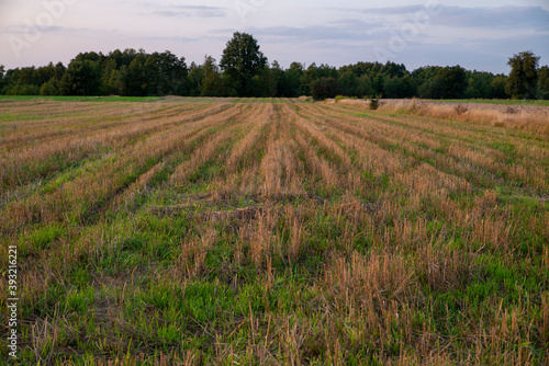 field with growing aftercrop and visible dried grain stalks at the evening