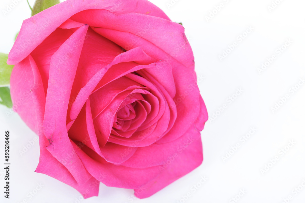Close-up of pink rose on white background Close-up of pink rose on white background