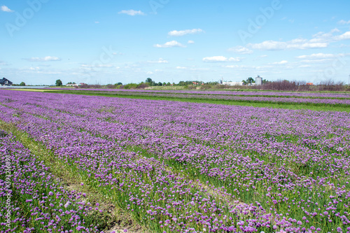 FLowering chives field