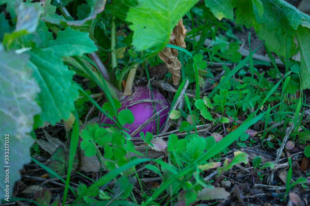 Fototapeta premium A turnip in a weedy garden