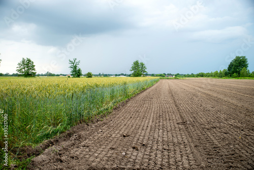 cultivated soil prepared for seeds and rape seed field during a cloudy weather