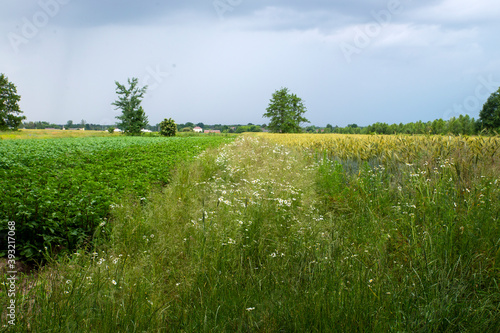 balk with wild flowers and herbs between potato and grain field with trees and blue sky in the background photo