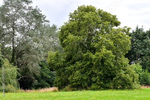 Spectacular blooming large-leaved lime in the field in summer, Coventry, England, UK