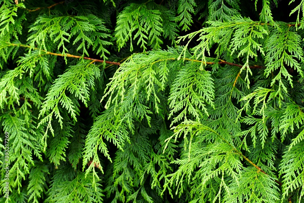 Close-up of western red cedar branches, England, UK Close-up of western red cedar branches, England, UK