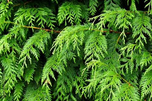 Close-up of western red cedar branches, England, UK photo