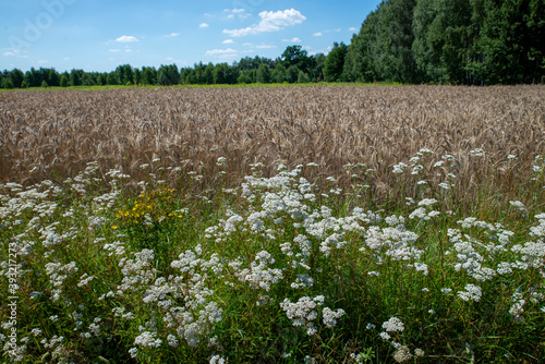 flower balk next to a grain field