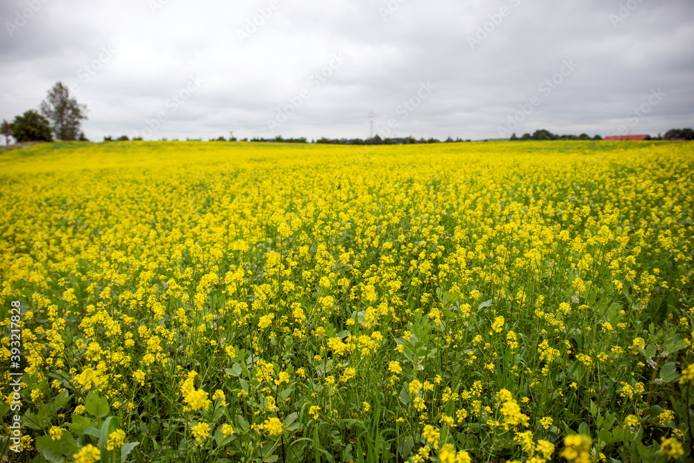 flowering rape seed field during sotrmy weather