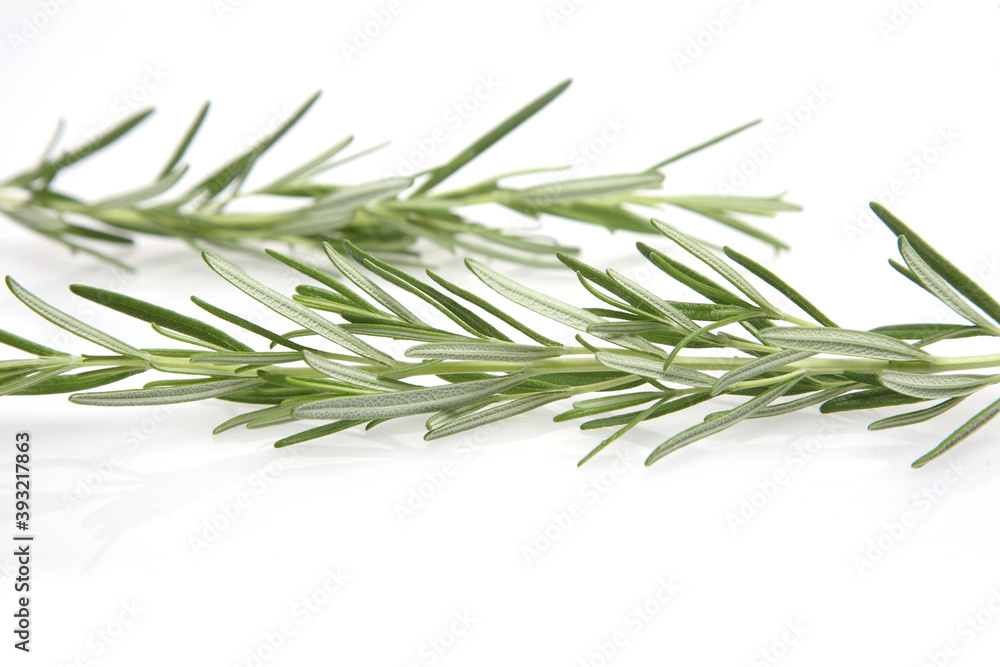 Fototapeta premium Rosemary on white background - studio shot