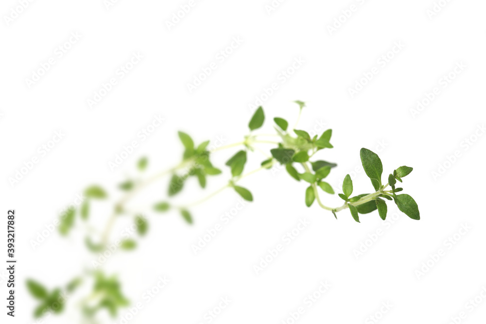 Thyme on white background - close-up Thyme on white background - close-up