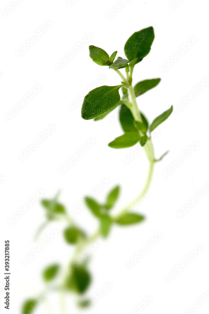 Fototapeta premium Thyme on white background - close-up