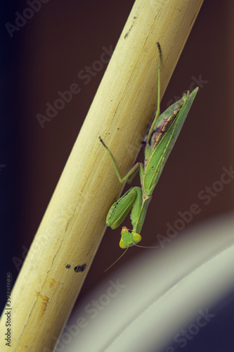 insect, green, nature, grasshopper, animal, lizard, macro, mantis, reptile, bug, wildlife, leaf, grass, locust, plant, wild, antenna, close-up, closeup, predator, small, summer, cricket, gecko, prayin